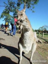 オーストラリア旅行ダイジェスト写真